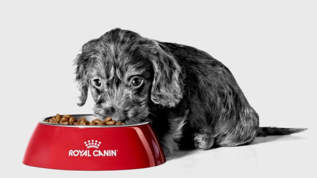 royal-canin.jpg